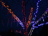 Cherry Tree Hits 1,300 Lights