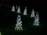 Mini-Trees Line Up