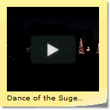 Dance of the Suger Plum Fairy